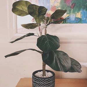 Fiddle Tree from CB2